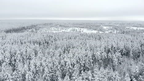 Top-view-of-the-winter-forest.-Aerial-survey.